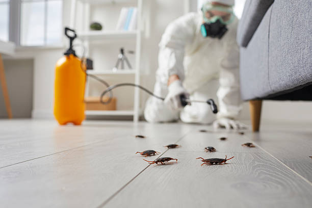 Trusted Rodent Control service in Washington, NJ - Nex Pest Control